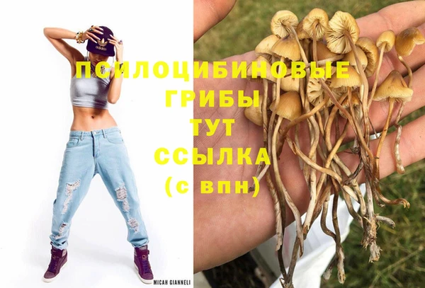крисы Баксан